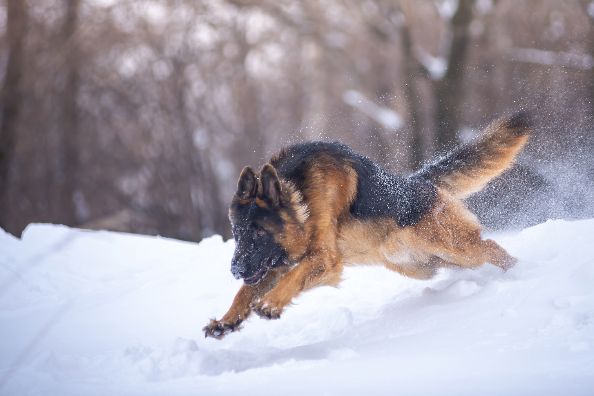 Barty - My, The photo, Dog, Winter, German Shepherd, Longpost