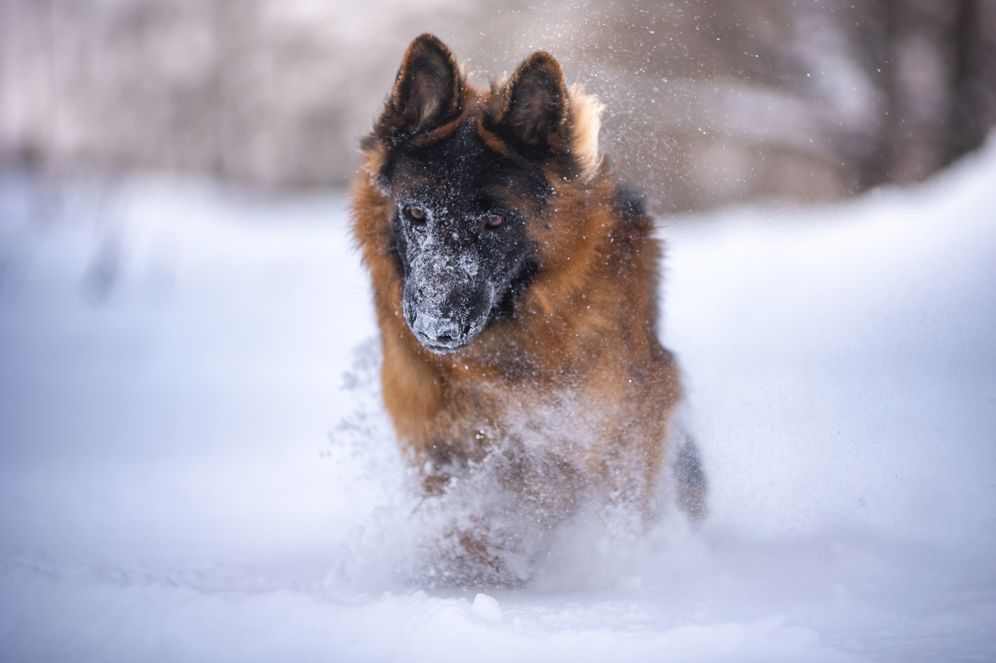 Barty - My, The photo, Dog, Winter, German Shepherd, Longpost