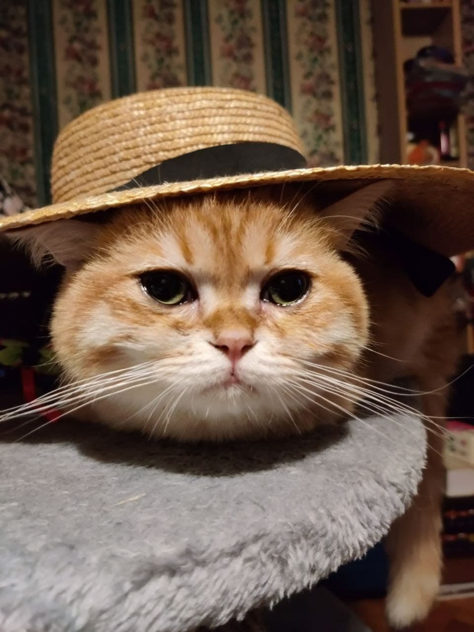 Шляпа кот порода