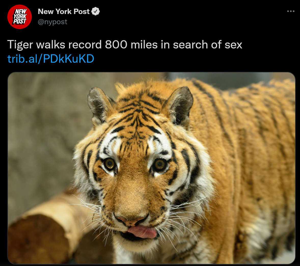 Another proof that men are capable of a lot for the sake of overeating - Tiger, Sex, The New York Post, Twitter, Screenshot