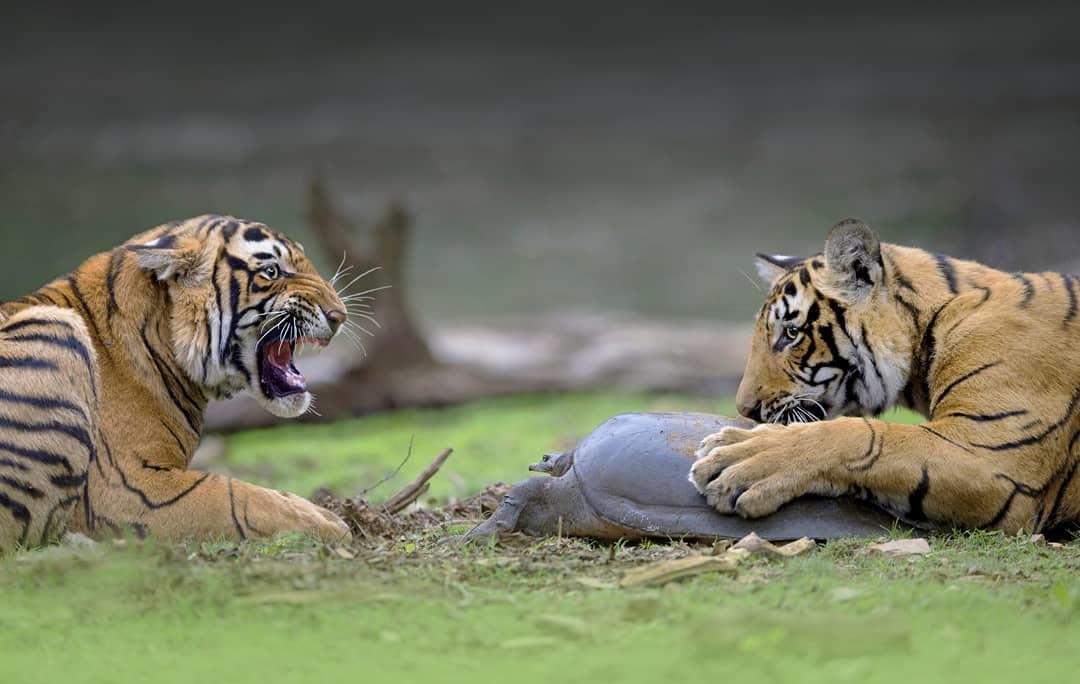 - Unlock it! - Tiger, Big cats, Cat family, Predatory animals, Turtle, Reptiles, Wild animals, wildlife, India, The photo