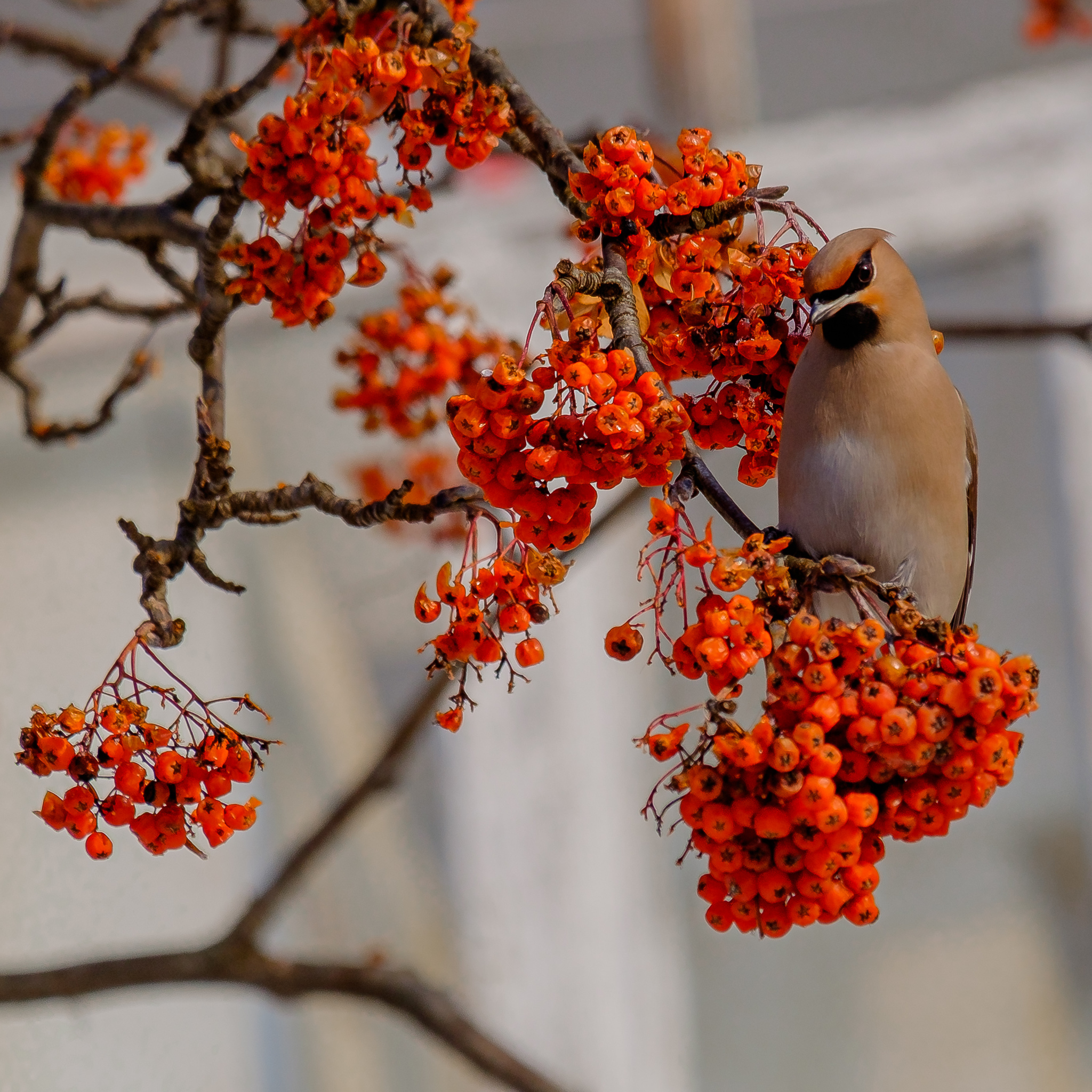 Photo hunting for birds - My, The photo, Birds, Nature, Waxwing, Bullfinches, Fieldfare, Longpost