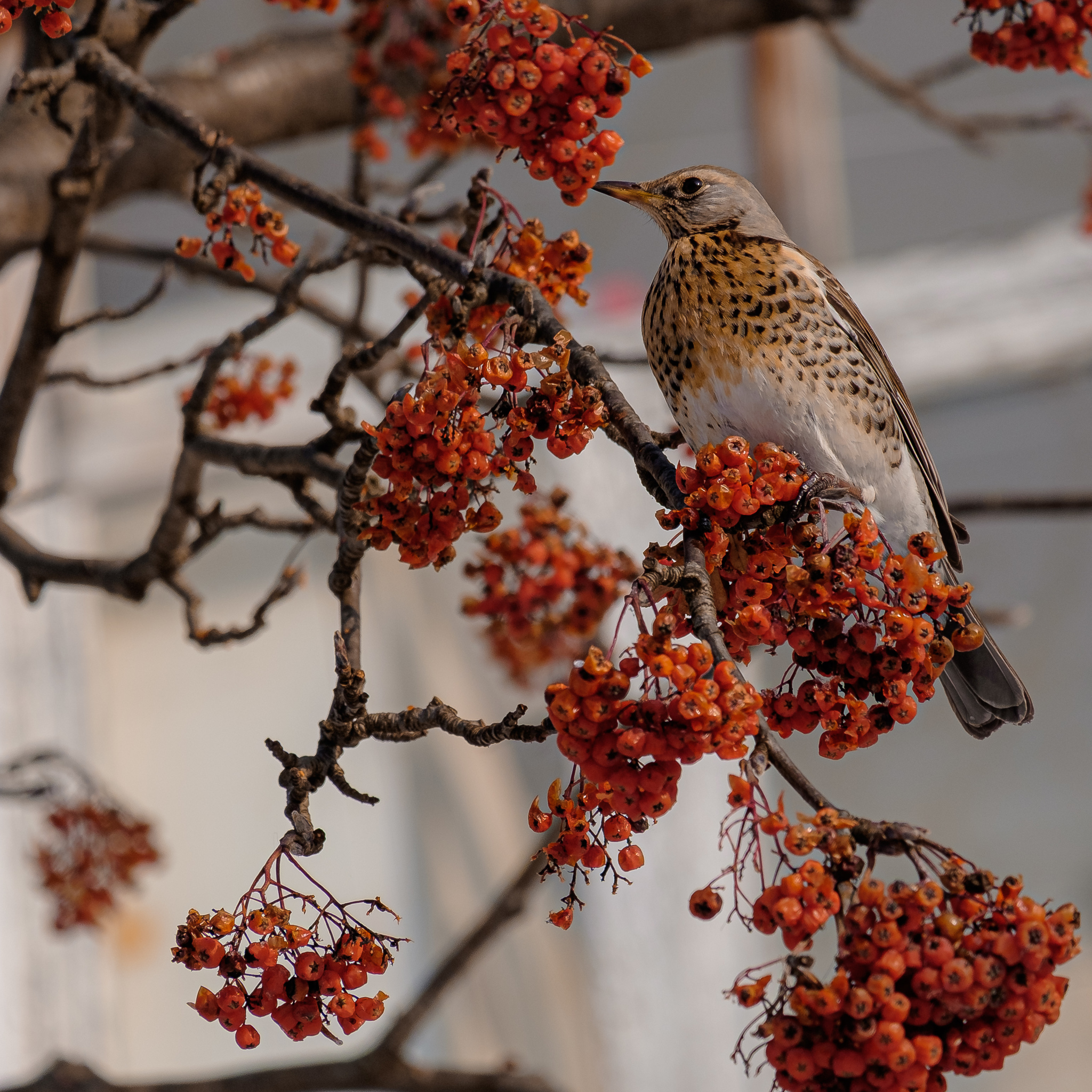 Photo hunting for birds - My, The photo, Birds, Nature, Waxwing, Bullfinches, Fieldfare, Longpost