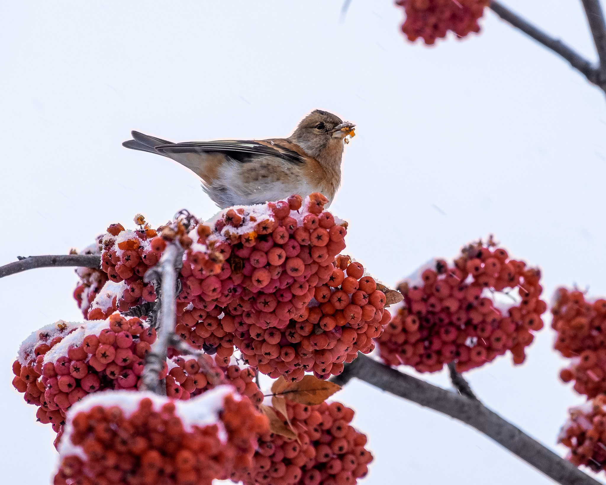 Photo hunting for birds - My, The photo, Birds, Nature, Waxwing, Bullfinches, Fieldfare, Longpost