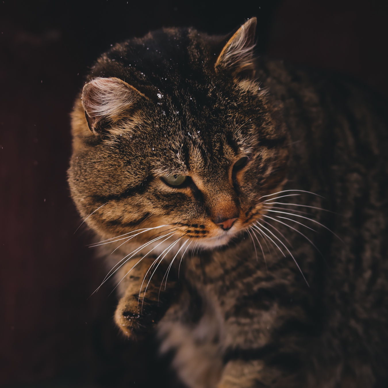 Котофей | Пикабу