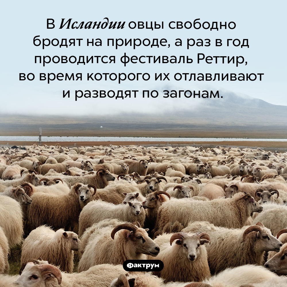 Интересные Факты О Баранах