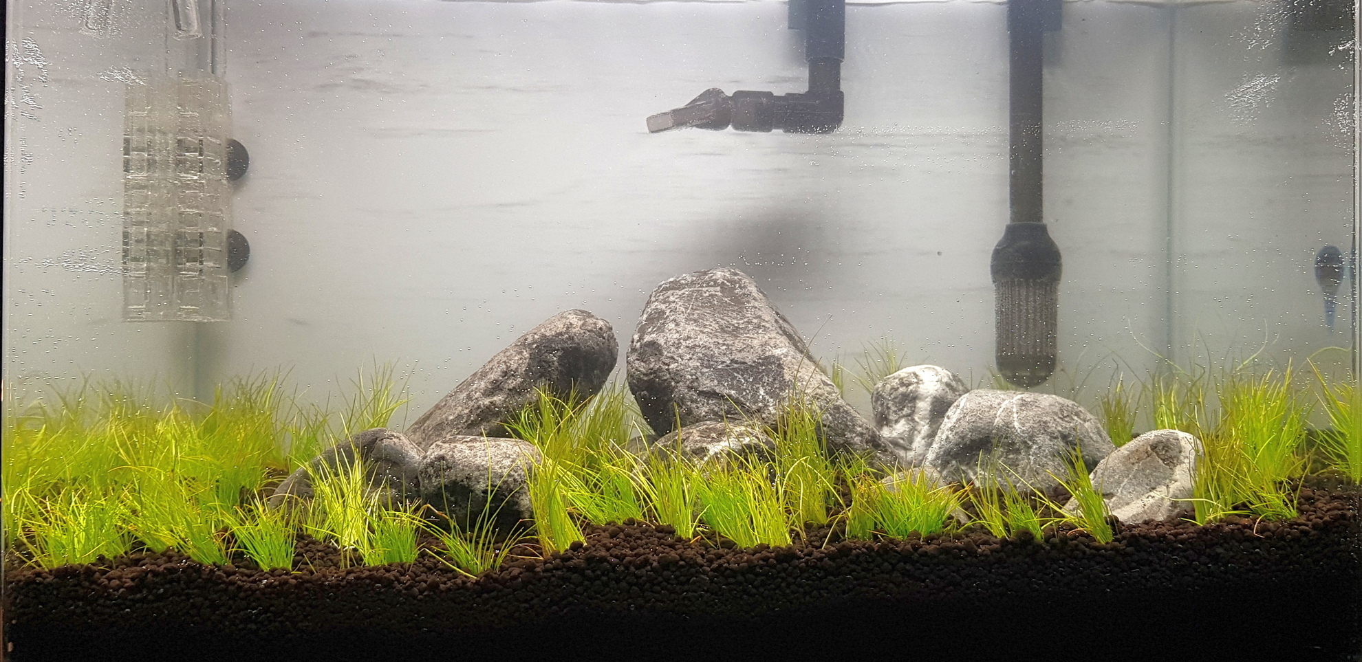 Элеохарис жив | Пикабу