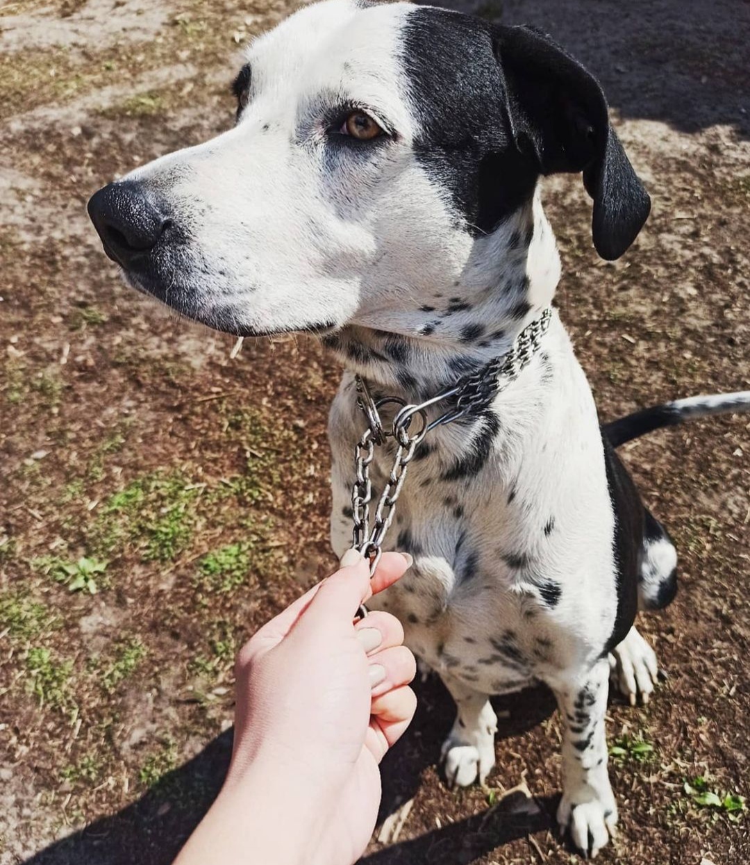 Last Spring - My, The photo, Dog, Pets