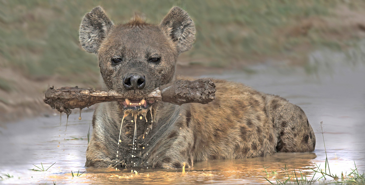 Wash food before eating - Hyena, Spotted Hyena, Predatory animals, Wild animals, wildlife, National park, Africa, The photo, Bones