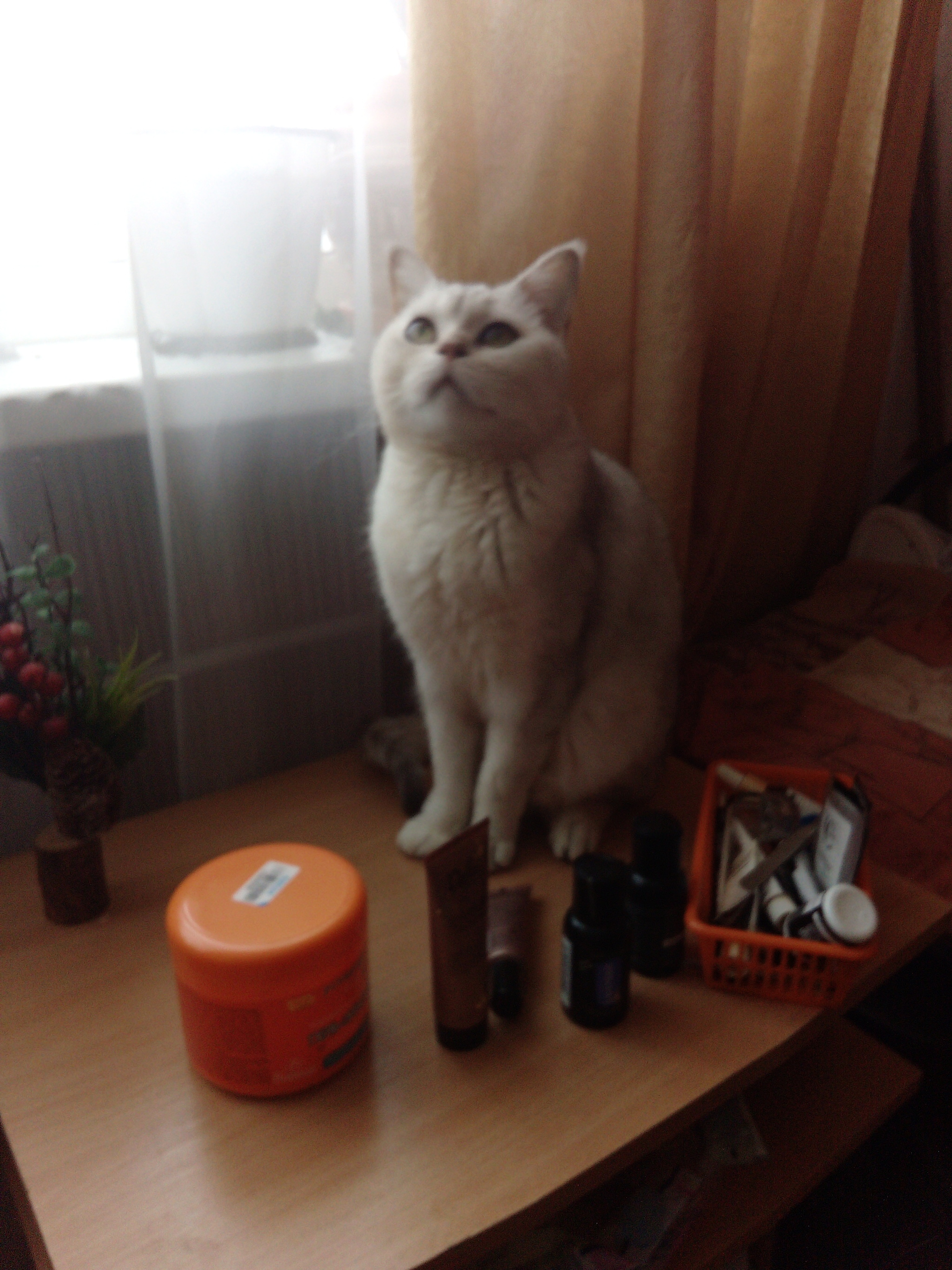 Stepan - cat, Photo on sneaker, Longpost