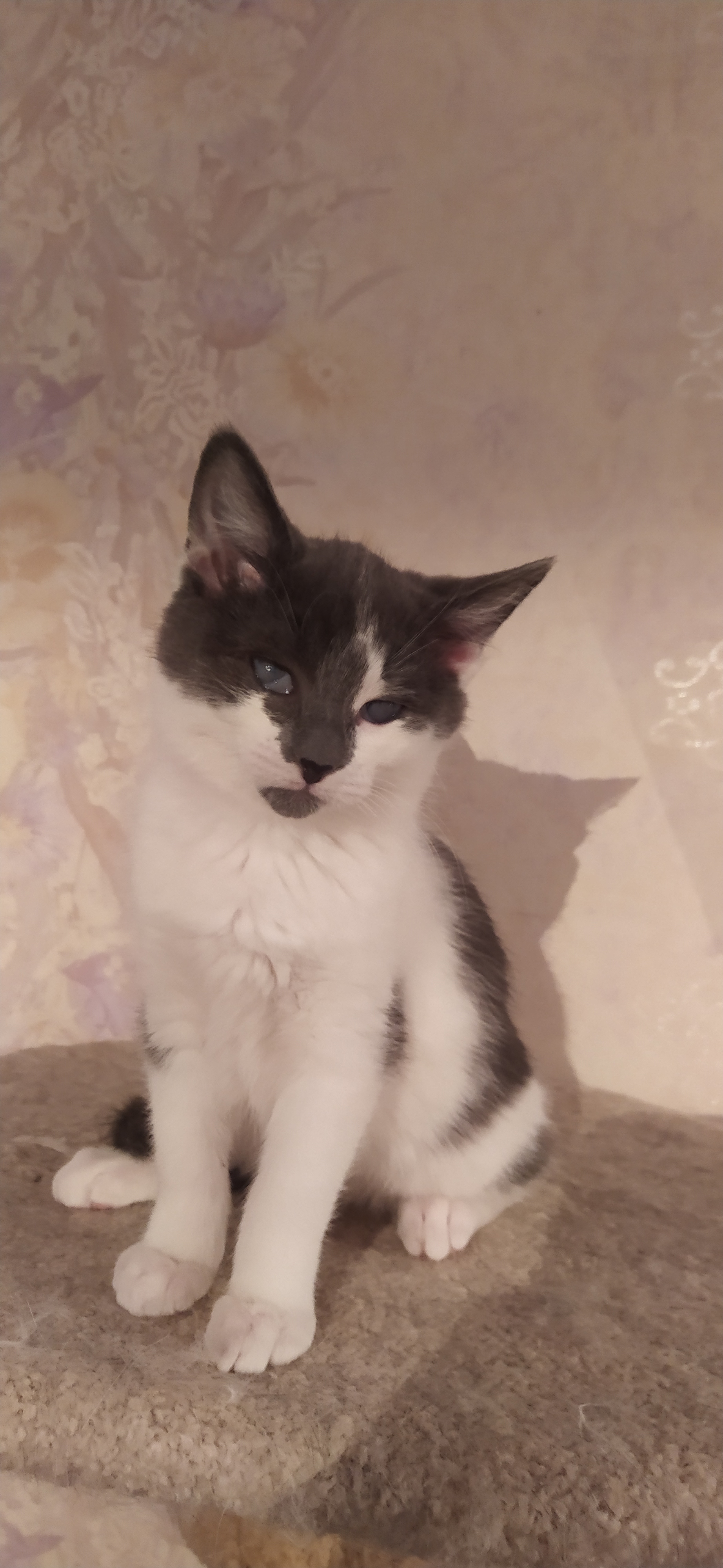 Button and Kuzya in search of a home. Minsk and Minsk region - My, In good hands, cat, No rating, Kittens, Minsk, Minsk Oblast, Video, Longpost