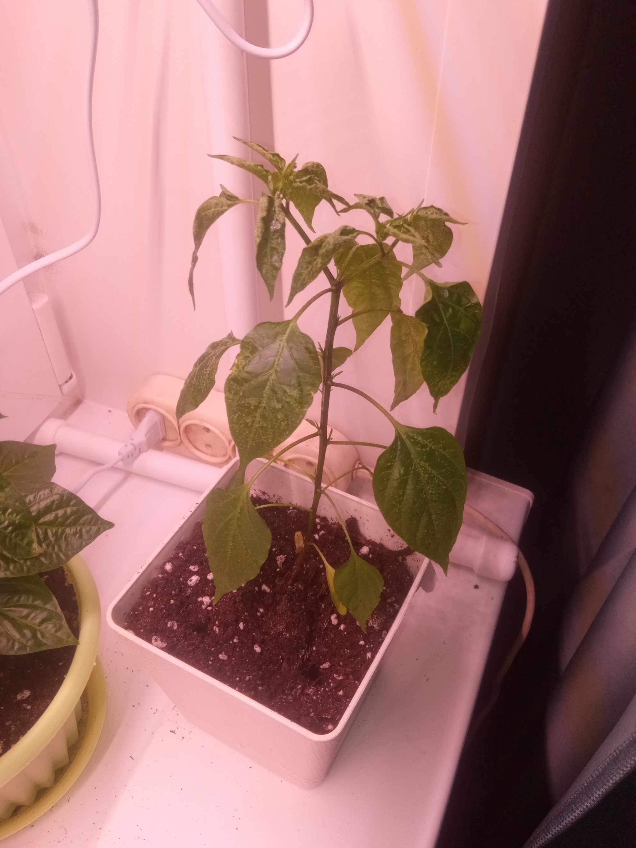 Help advice - Hot peppers, Pepper, Houseplants, Longpost