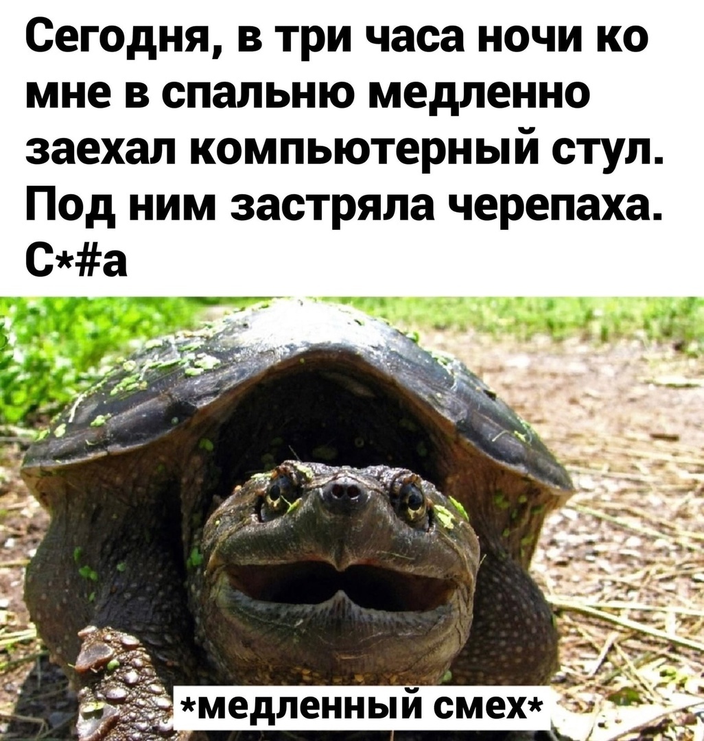 So you can catch a stroke - Picture with text, Humor, Memes, Vital, Turtle