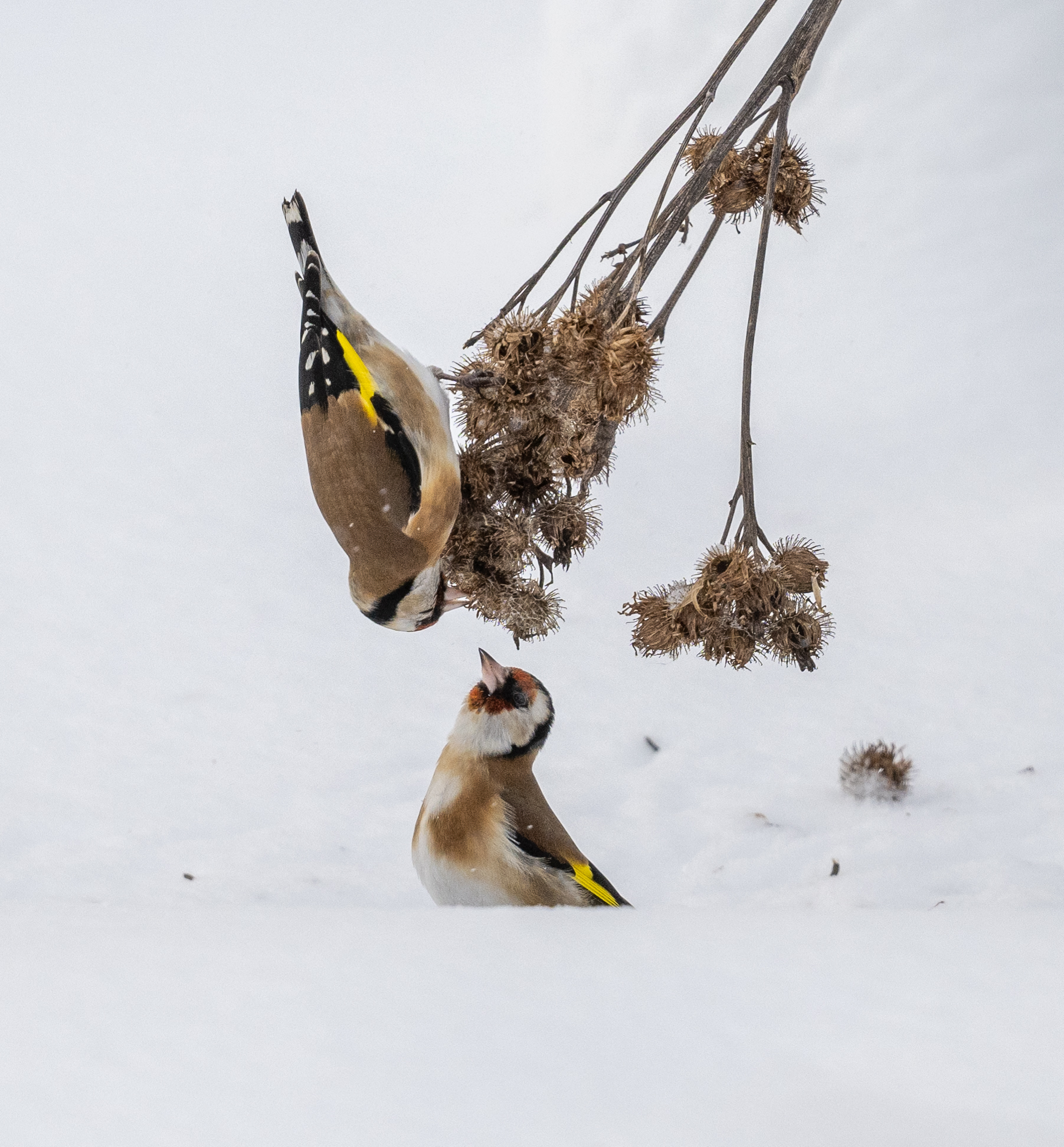 At the feeder - My, The photo, Birds, Video, Longpost