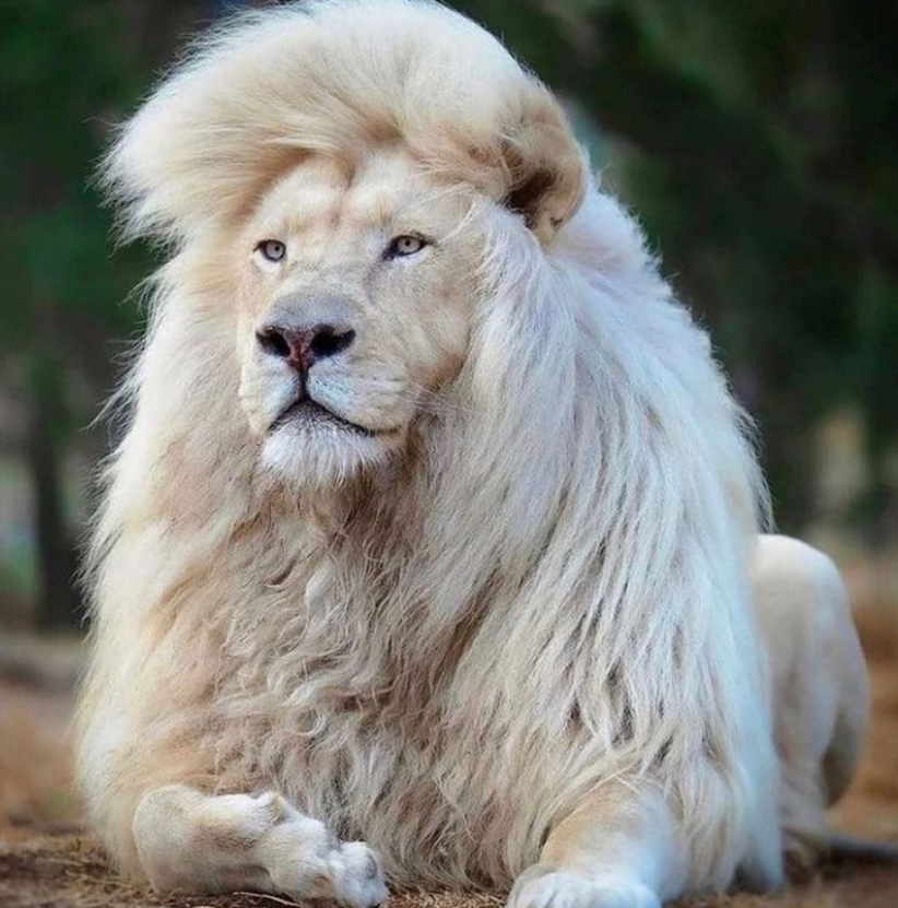 Tsar. The White King - a lion, White Lions, Cat family, Big cats, Wild animals, Predatory animals, King of beasts, The photo, Portrait