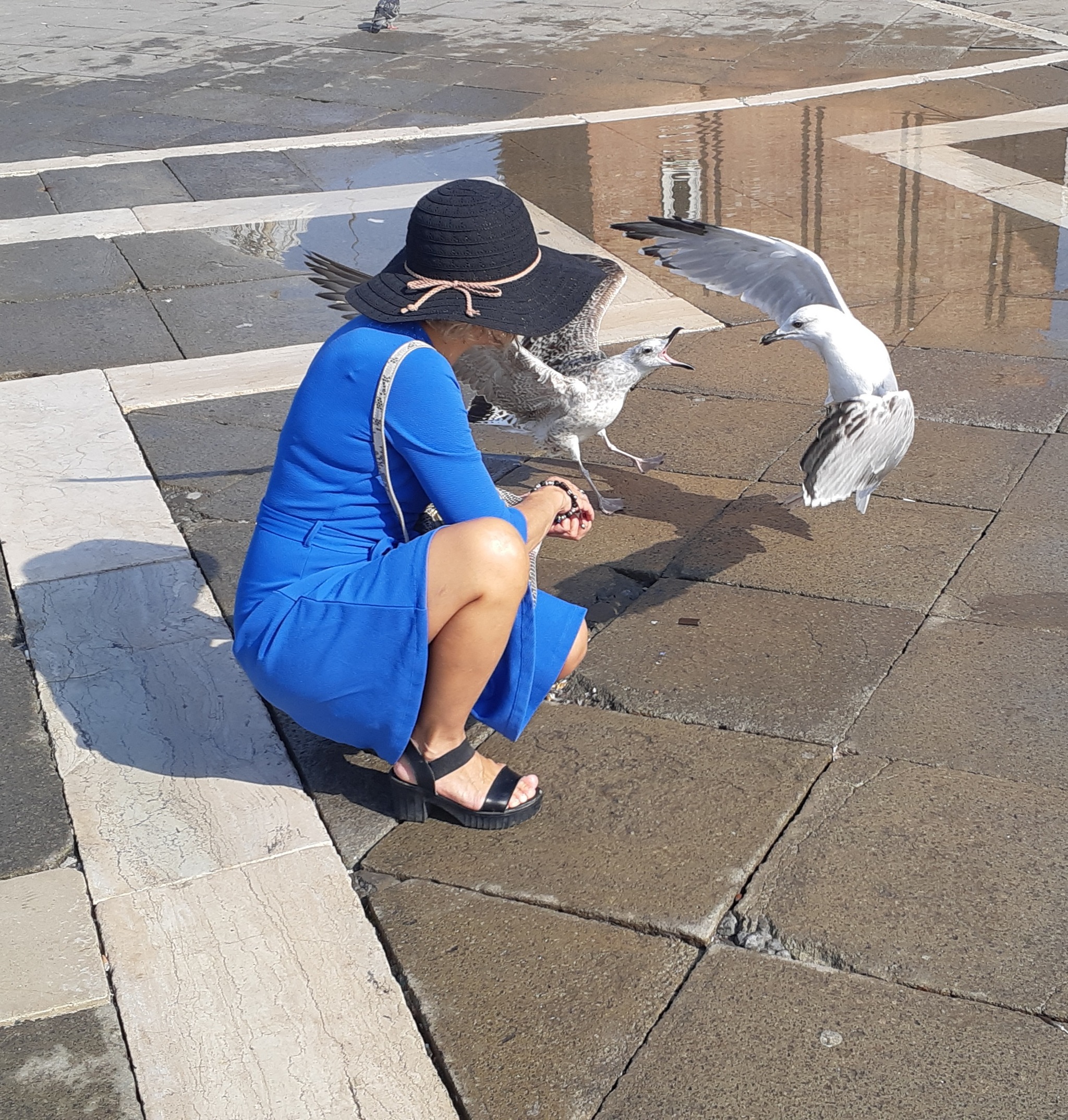 Almost fought))) - My, Italy, Travels, Venice, Seagulls