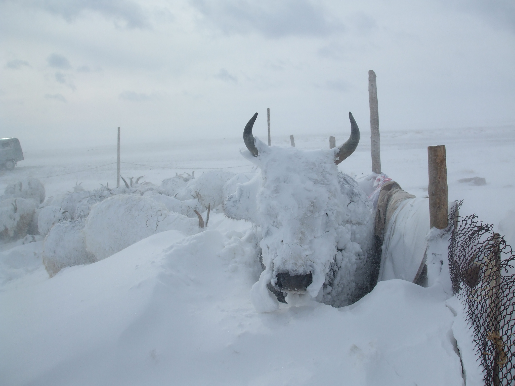 Mongols and General Frost - My, Archeology, История России, Rus, Mongolia, Mongol-Tatar yoke, Climate, freezing, GIF, Video, Longpost