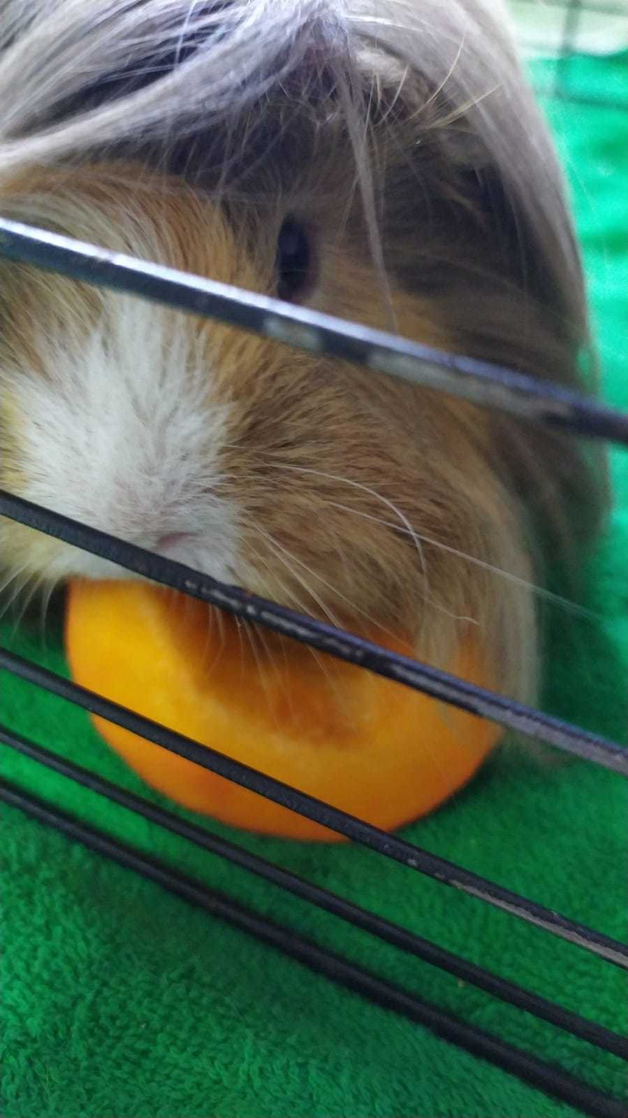 Pumpkin Savior - Strange humor, Guinea pig, The photo, Humor, Pets, Milota, My