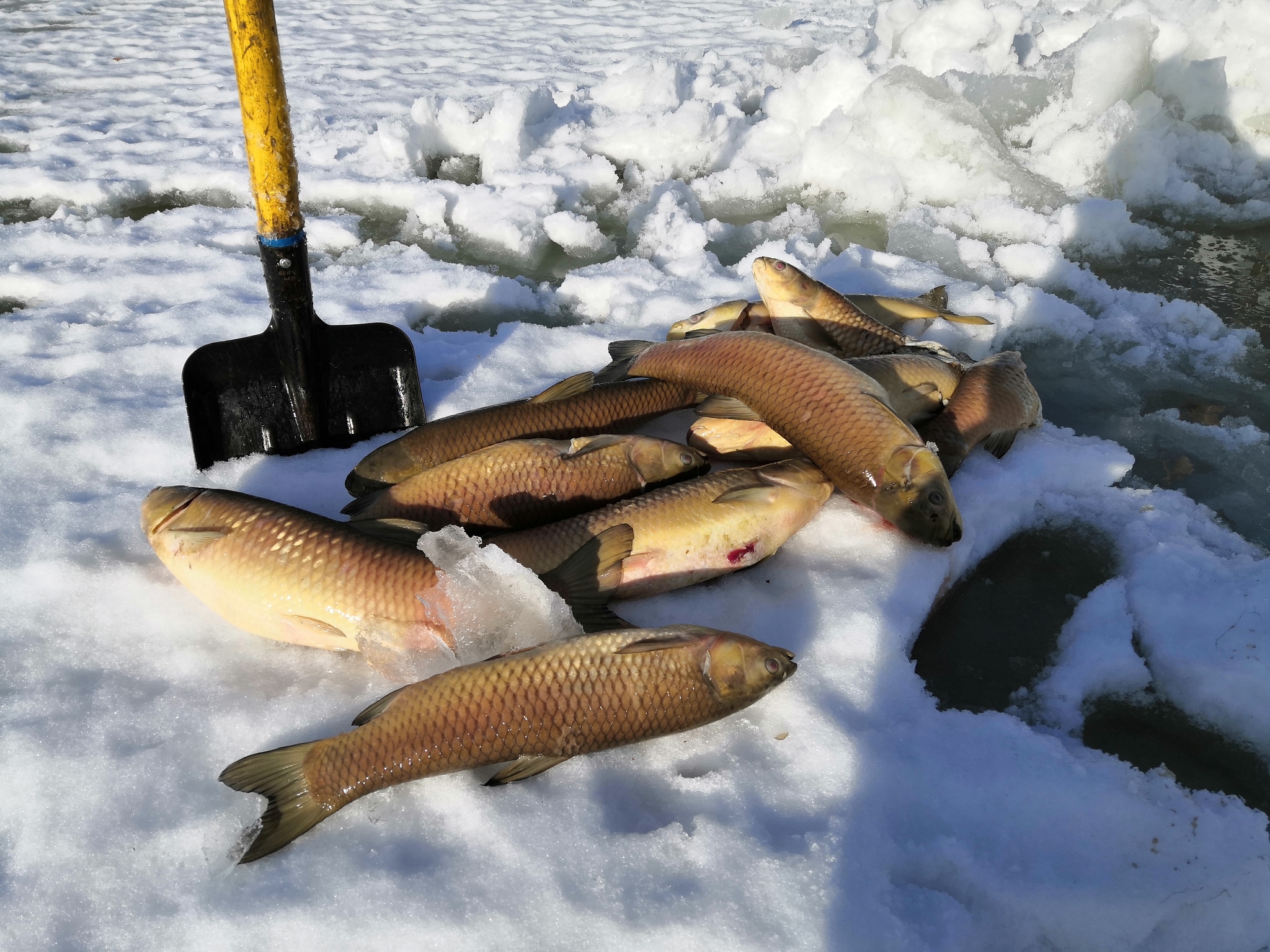 Finally made an aerator on the pond - My, Fishing, A fish, Pond, White cupid, Carp, Aerator, Water, Mining, Ice, Lake, Video, Longpost, Vertical video