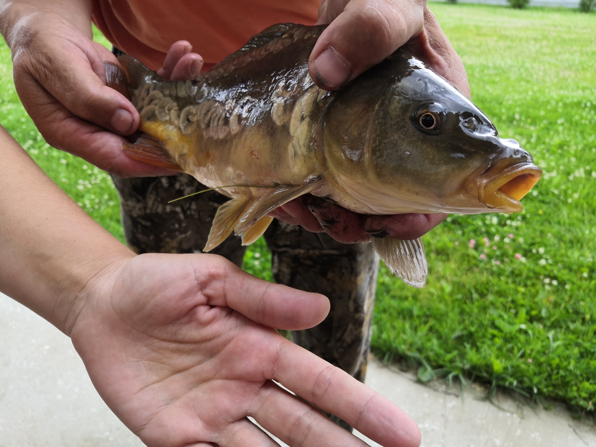 Finally made an aerator on the pond - My, Fishing, A fish, Pond, White cupid, Carp, Aerator, Water, Mining, Ice, Lake, Video, Longpost, Vertical video