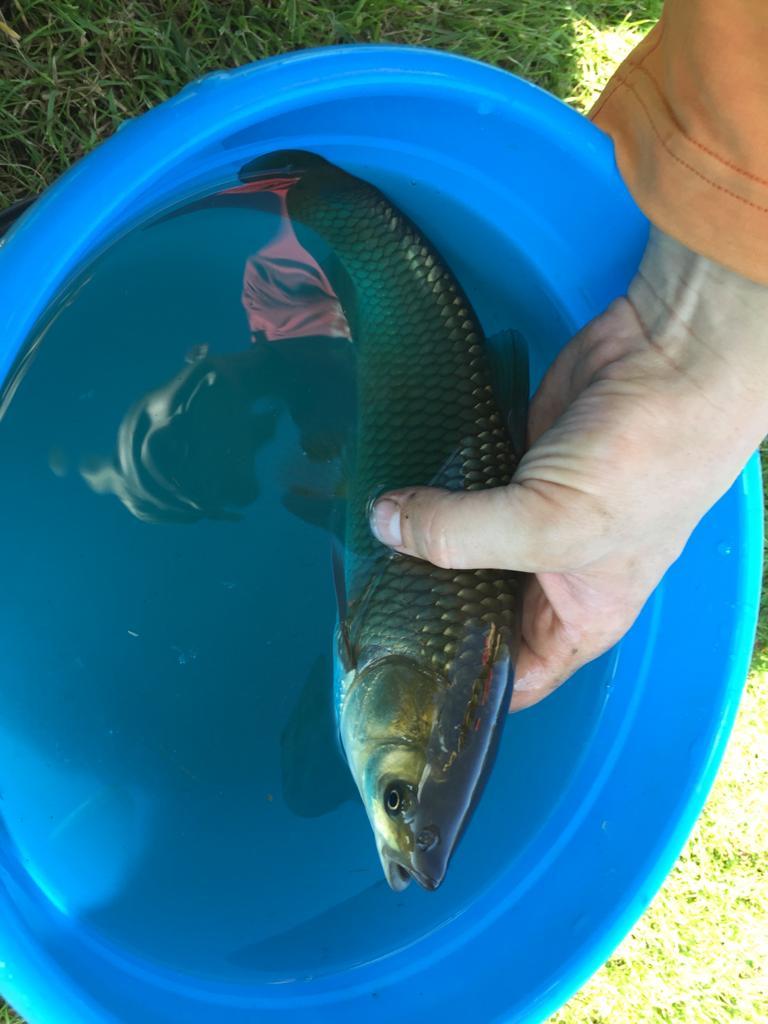 Finally made an aerator on the pond - My, Fishing, A fish, Pond, White cupid, Carp, Aerator, Water, Mining, Ice, Lake, Video, Longpost, Vertical video