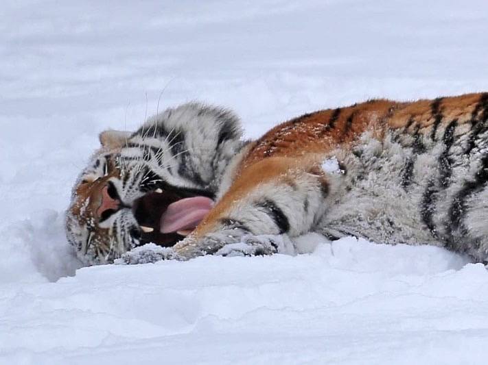 Handsome man in the snow - Animals, Belgorod, New Year, Symbol of the year, Longpost, Tiger, Big cats, Cat family, Predatory animals, Wild animals, Zoo, Year of the tiger