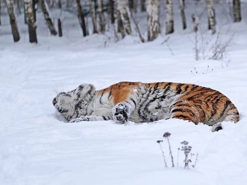 Handsome man in the snow - Animals, Belgorod, New Year, Symbol of the year, Longpost, Tiger, Big cats, Cat family, Predatory animals, Wild animals, Zoo, Year of the tiger