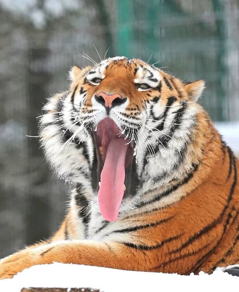 Handsome man in the snow - Animals, Belgorod, New Year, Symbol of the year, Longpost, Tiger, Big cats, Cat family, Predatory animals, Wild animals, Zoo, Year of the tiger