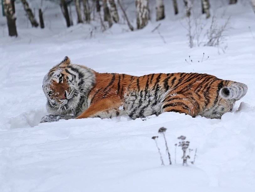 Handsome man in the snow - Animals, Belgorod, New Year, Symbol of the year, Longpost, Tiger, Big cats, Cat family, Predatory animals, Wild animals, Zoo, Year of the tiger