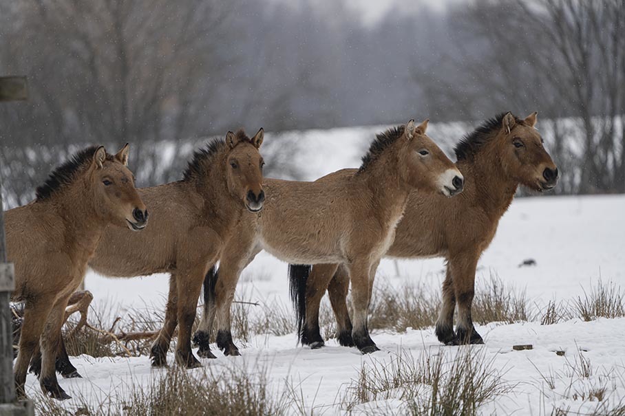 Przewalski's horses - My, Portrait, Nature, Animals, Forest, beauty of nature, Horses