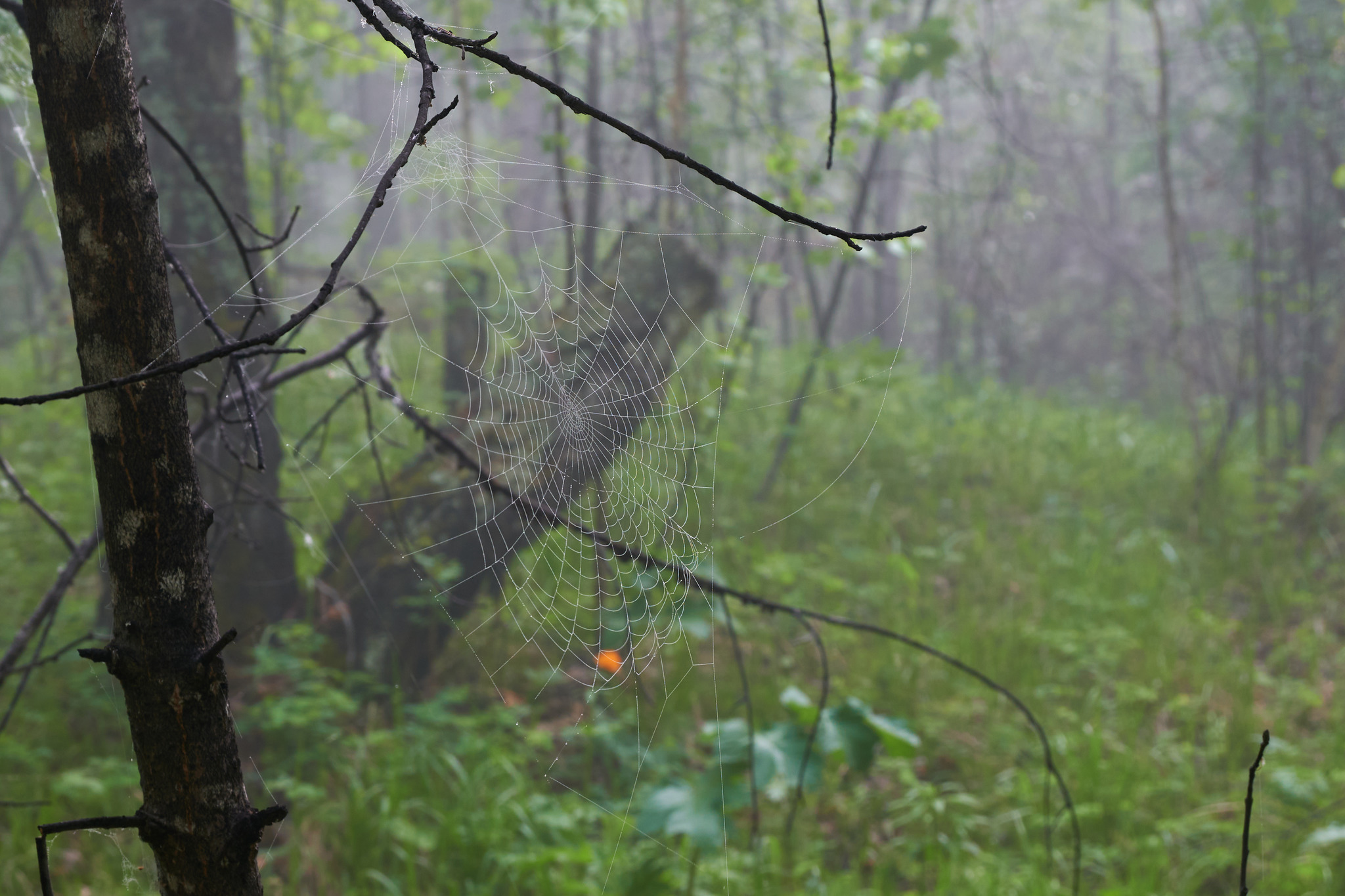 True summer fog - My, Fog, Weather, Nikon