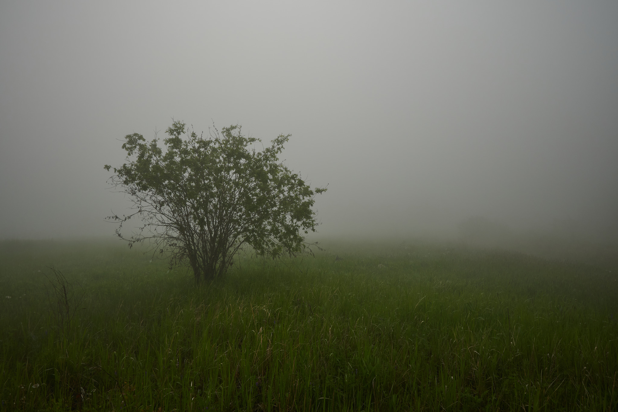 True summer fog - My, Fog, Weather, Nikon