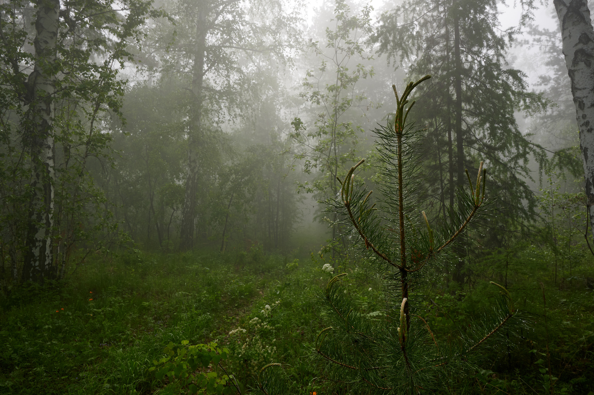 True summer fog - My, Fog, Weather, Nikon