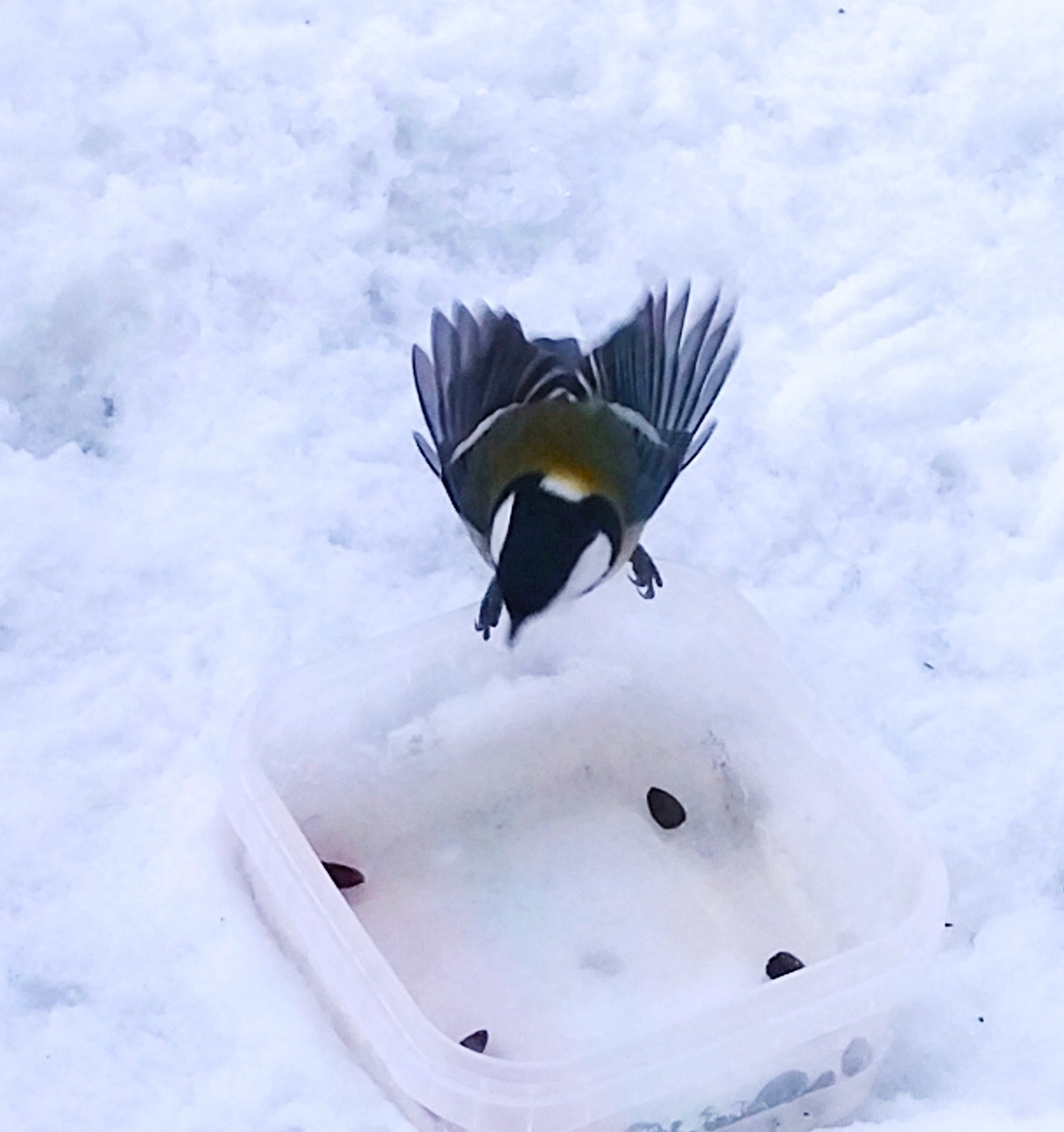 Semki ,sEmki - My, Birds, Tit, Trough, Mobile photography, Gopniks, Winter, Snow, Window, Freebie