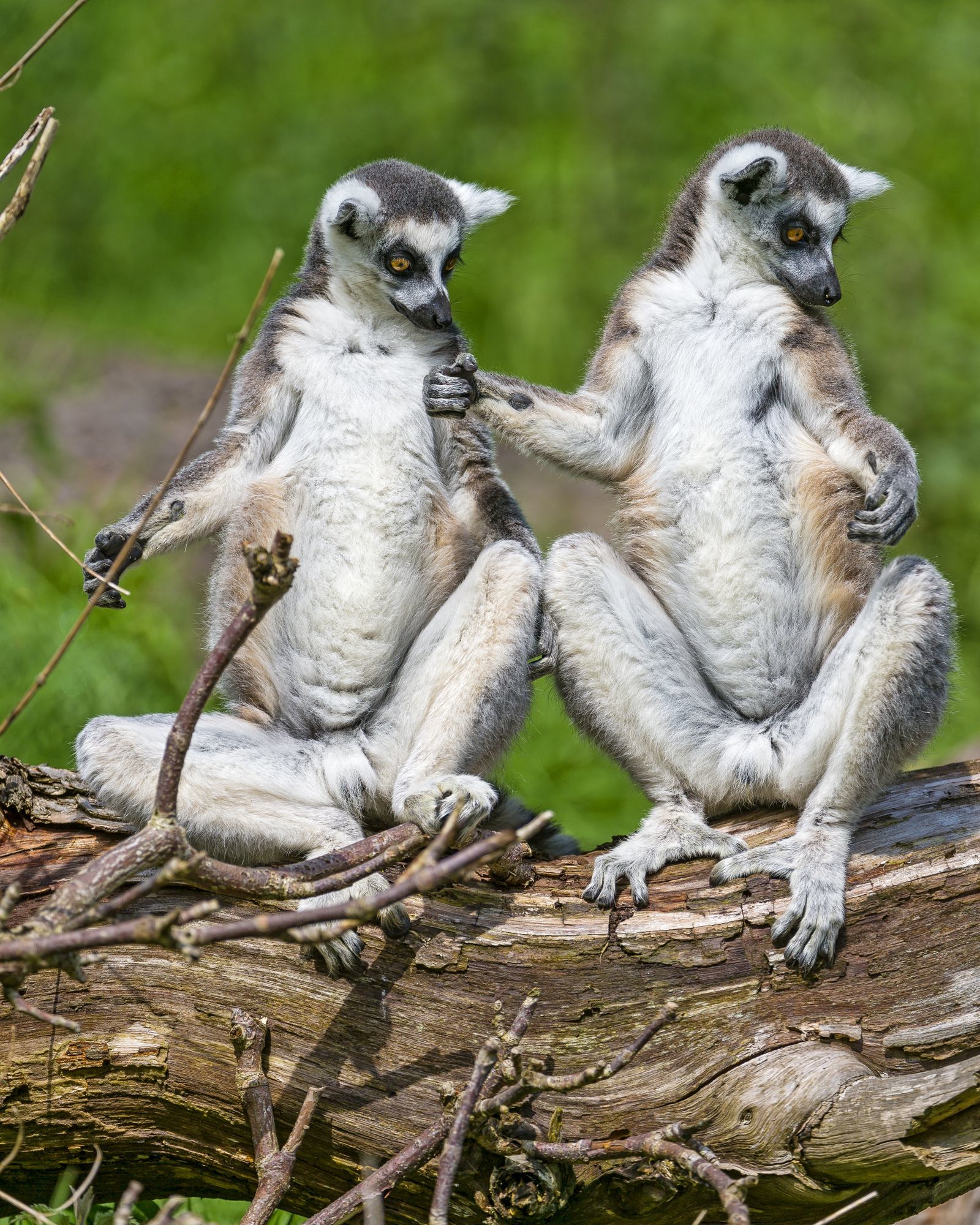 Cat lemurs - Feline lemur, Lemur, Primates, Wild animals, Zoo, The photo, Longpost, Young