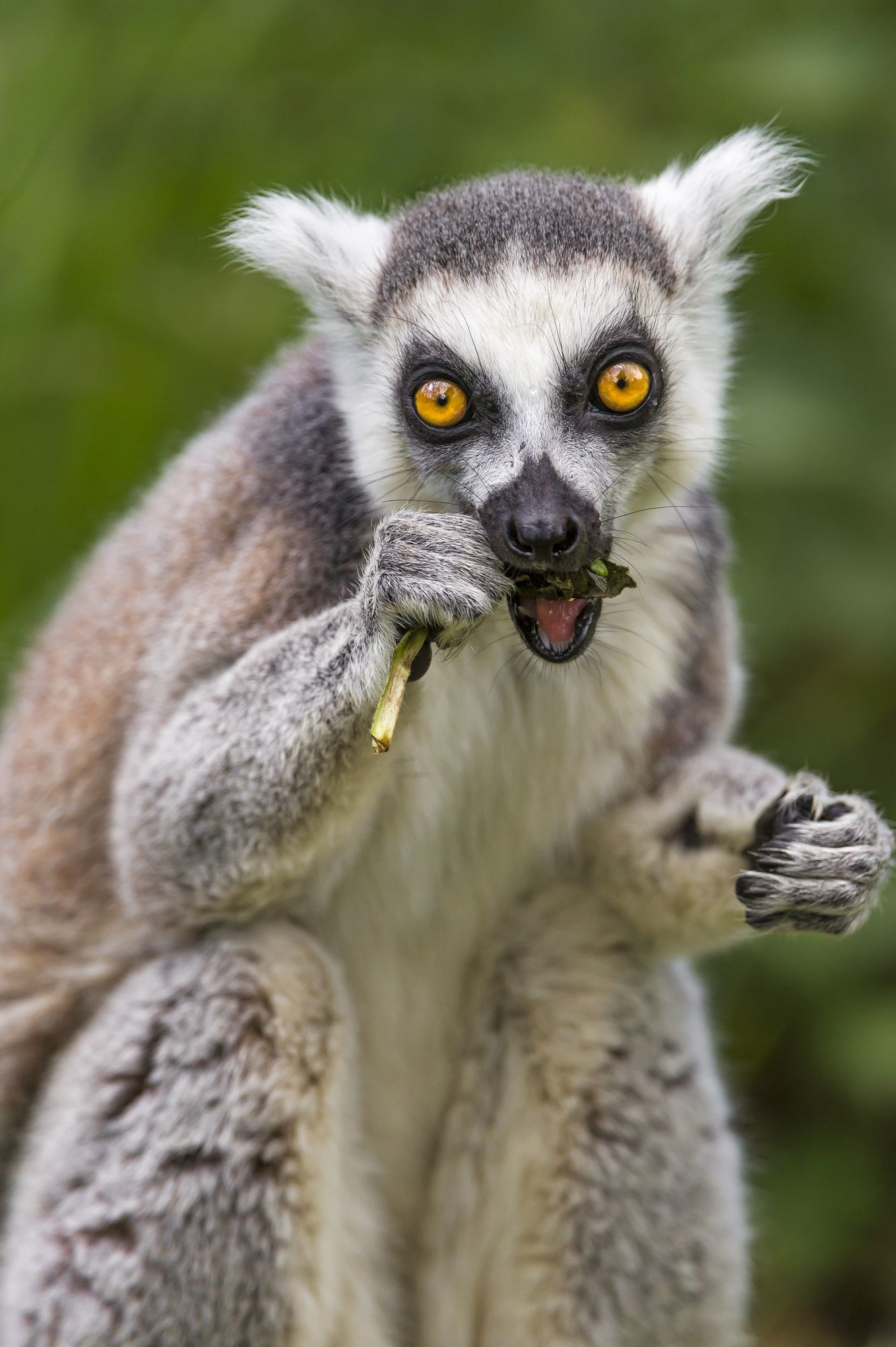 Cat lemurs - Feline lemur, Lemur, Primates, Wild animals, Zoo, The photo, Longpost, Young