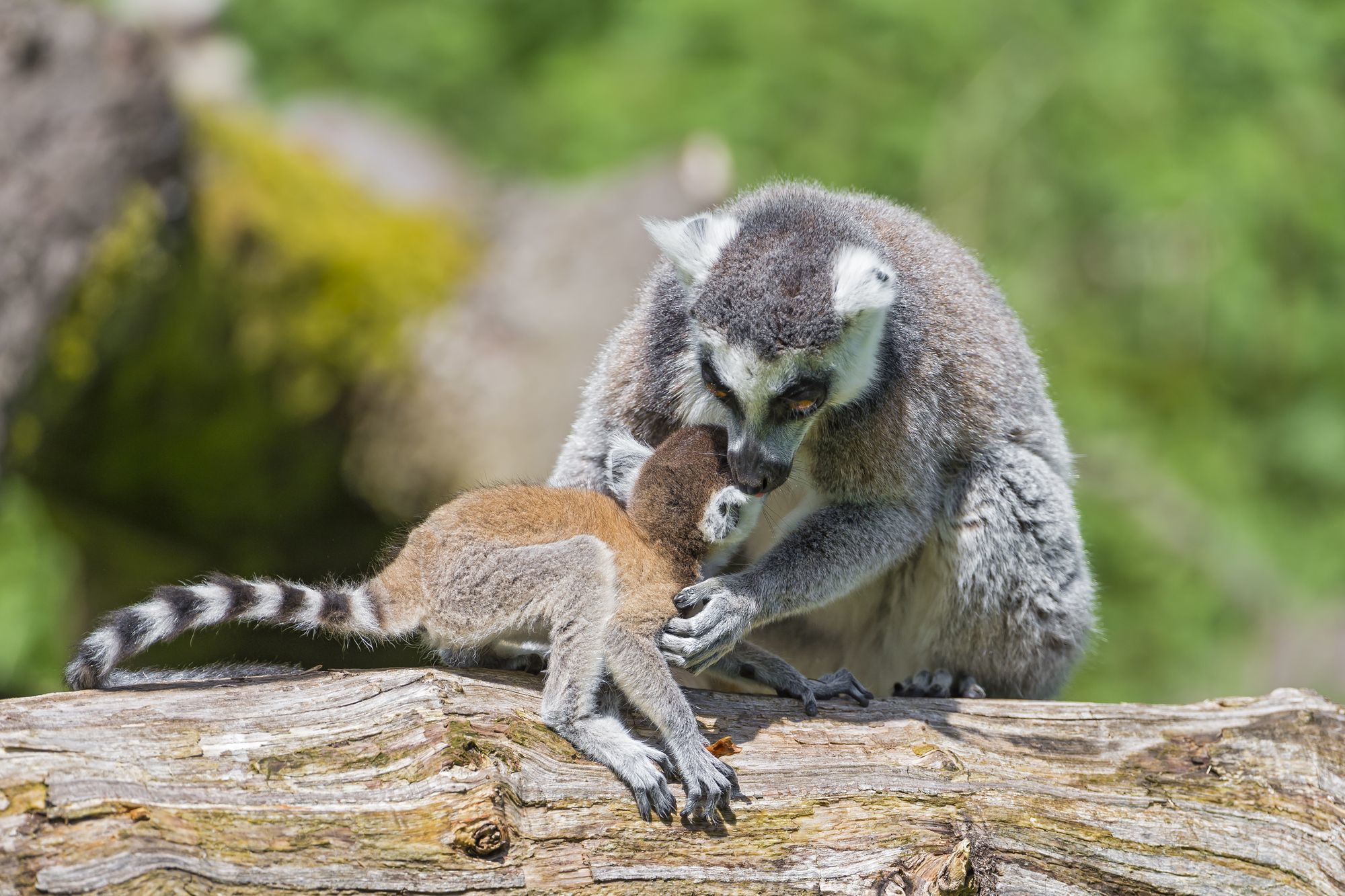 Cat lemurs - Feline lemur, Lemur, Primates, Wild animals, Zoo, The photo, Longpost, Young