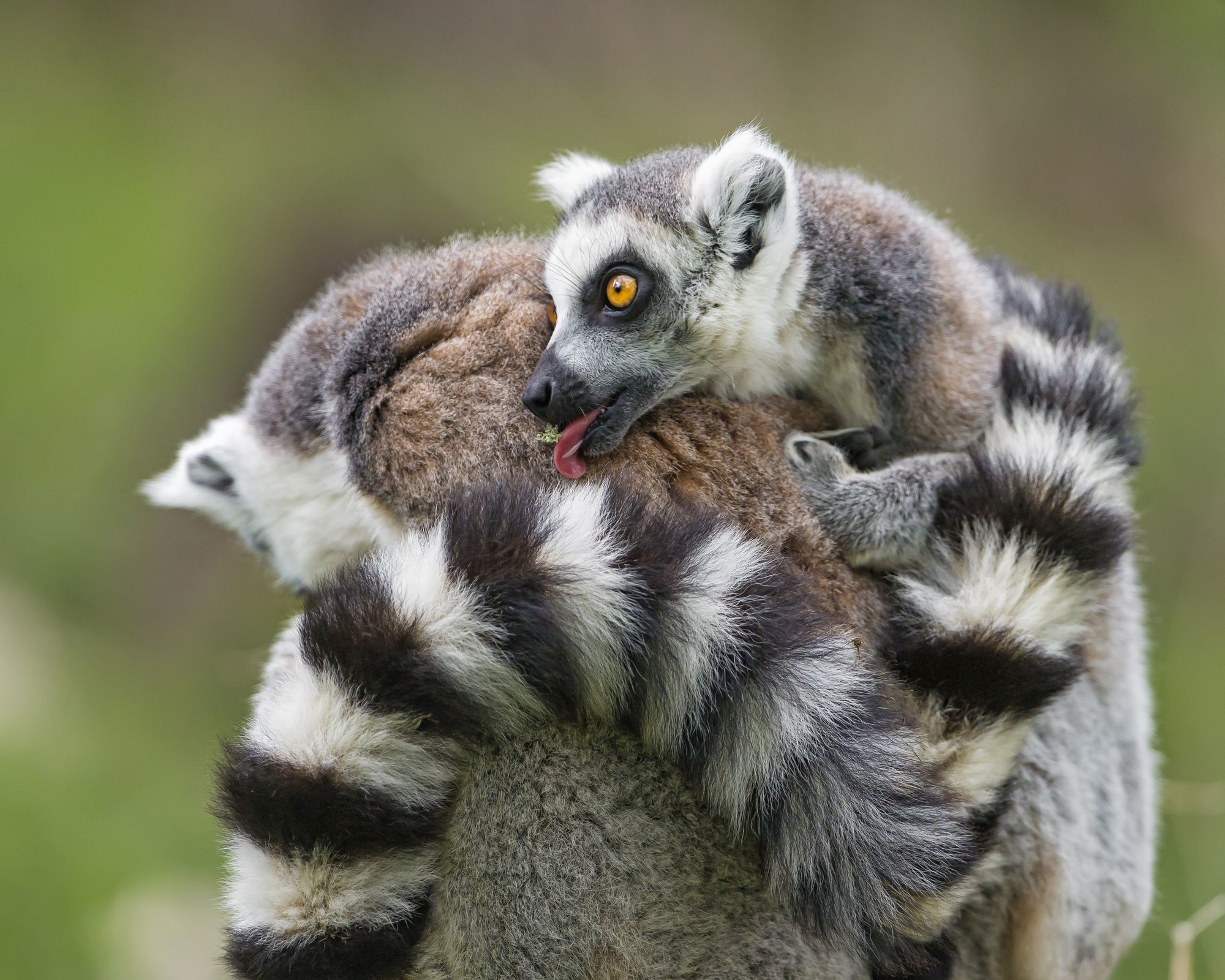 10 животных. Мама лемур. Готовые животные\. Фото лемура в брачный период. Lemurs hugging.