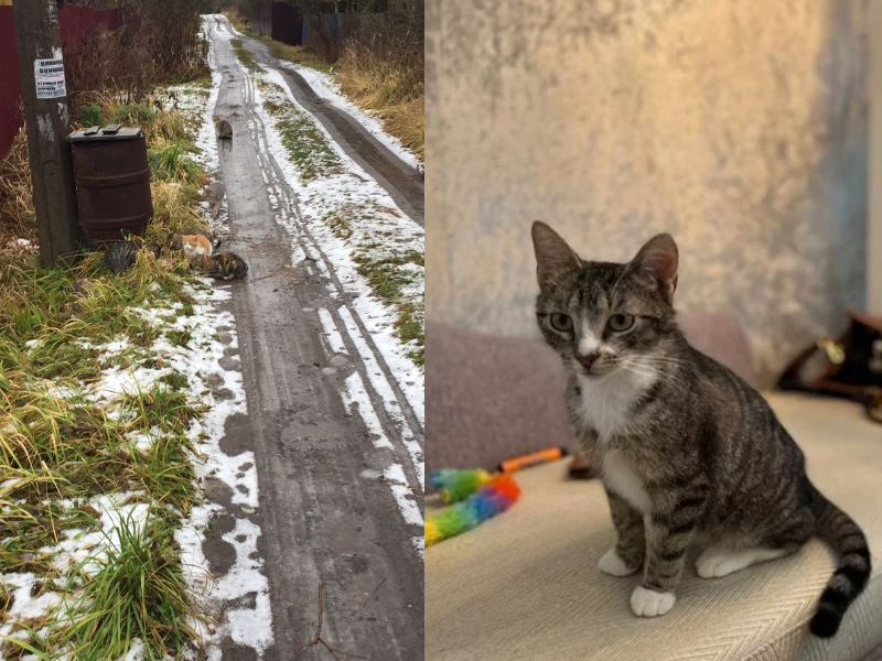 Fresh before and after (December-January-February) - cat, Pets, Animals, Dog, It Was-It Was, Animal Rescue, Longpost