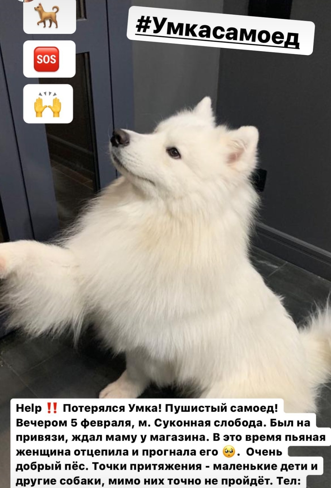 Kazan Lost dog - The dog is missing, No rating, Kazan, Samoyed, Helping animals, Dog