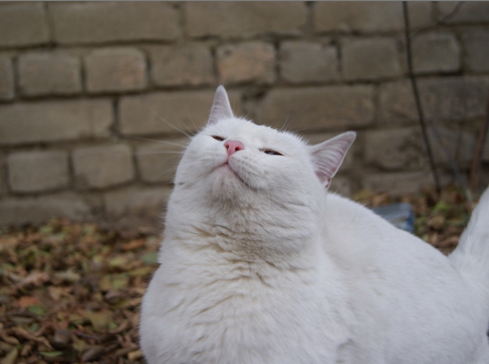 Snowflake looking for a home - My, cat, Longpost, In good hands, Saratov, No rating