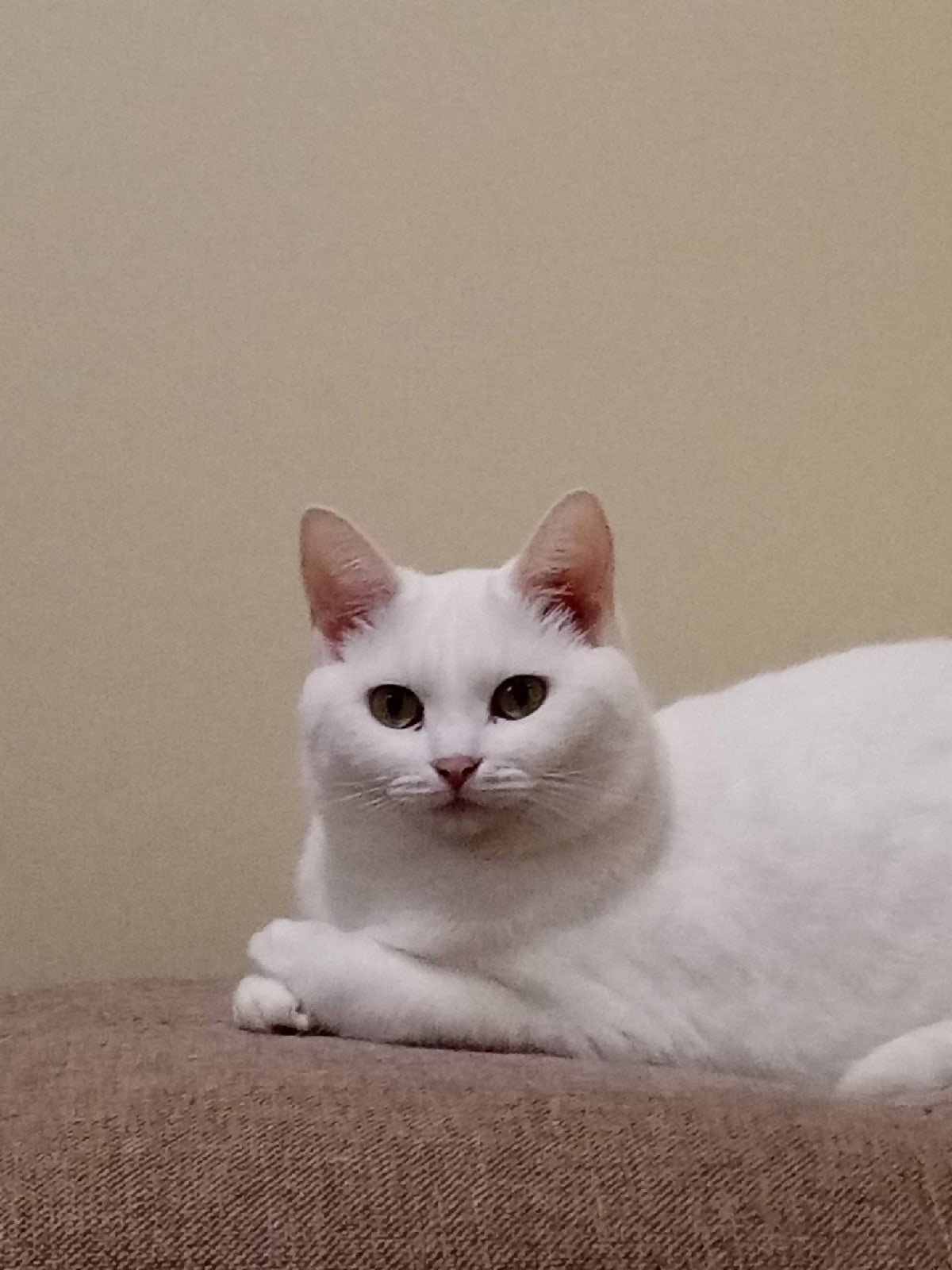 Snowflake looking for a home - My, cat, Longpost, In good hands, Saratov, No rating