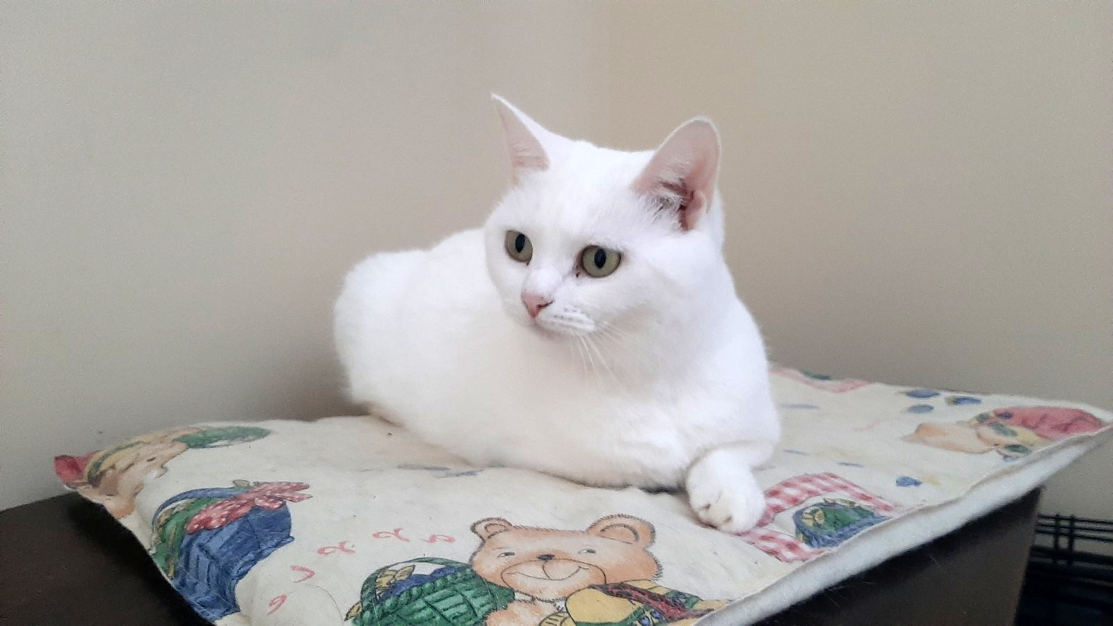 Snowflake looking for a home - My, cat, Longpost, In good hands, Saratov, No rating