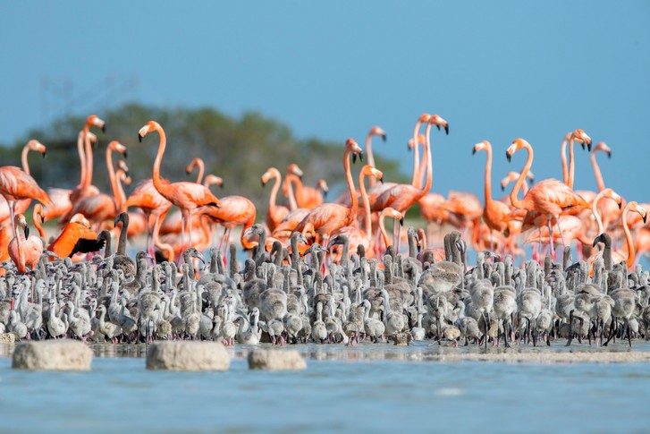 Adult flamingos look after chicks - Flamingo, Chick, Birds, Mexico, North America, Reserves and sanctuaries, wildlife, beauty of nature, Around the world, The photo, Yucatan, Longpost