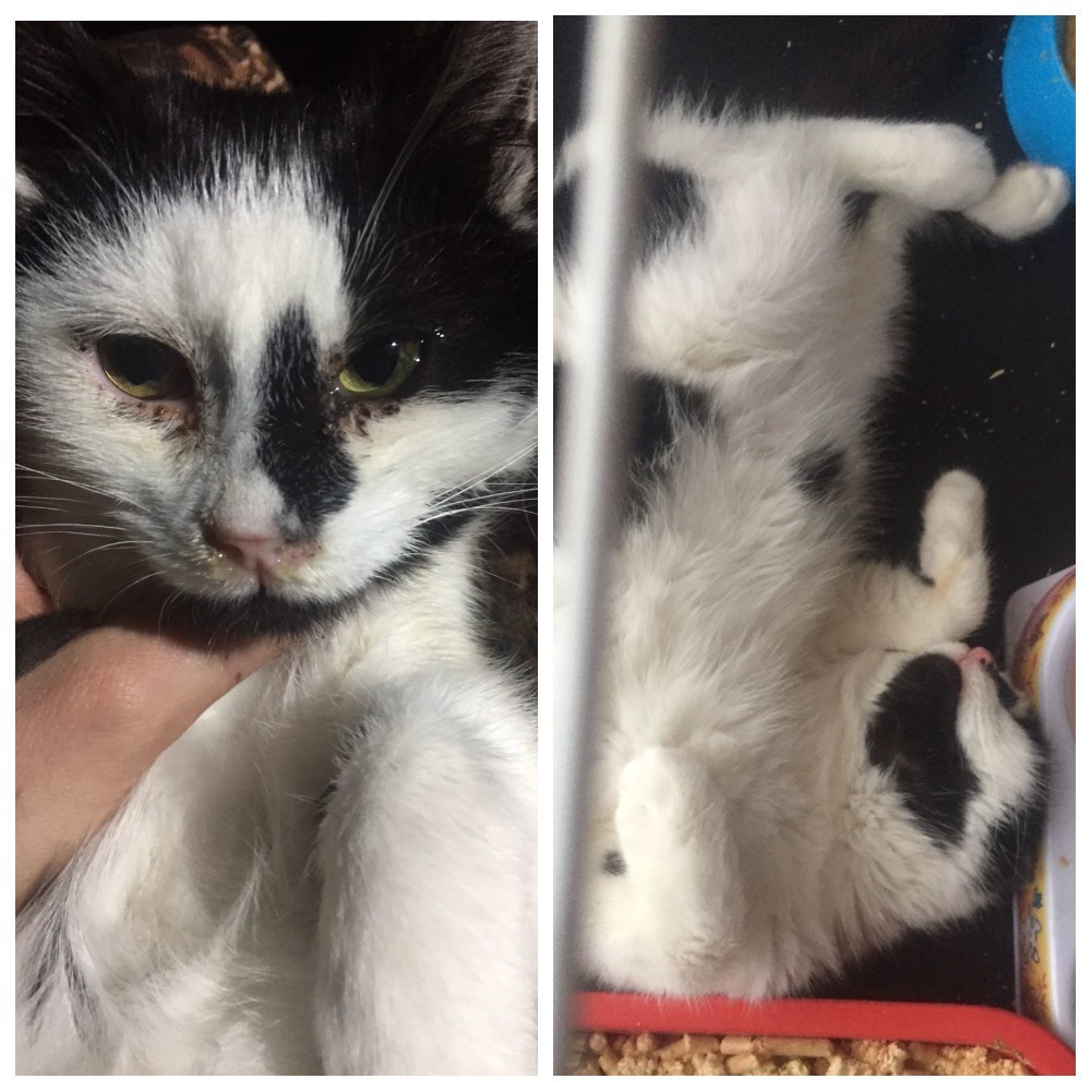 Fresh before and after (December-January-February) - cat, Pets, Animals, Dog, It Was-It Was, Animal Rescue, Longpost