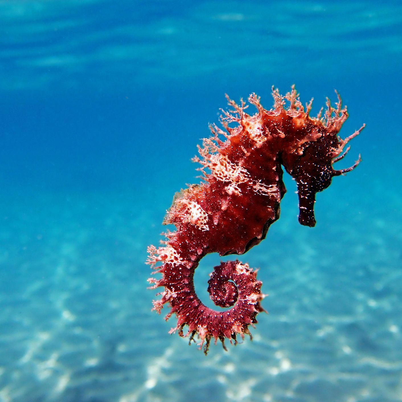 Seahorse - Without translation, Humor, friendship, English language