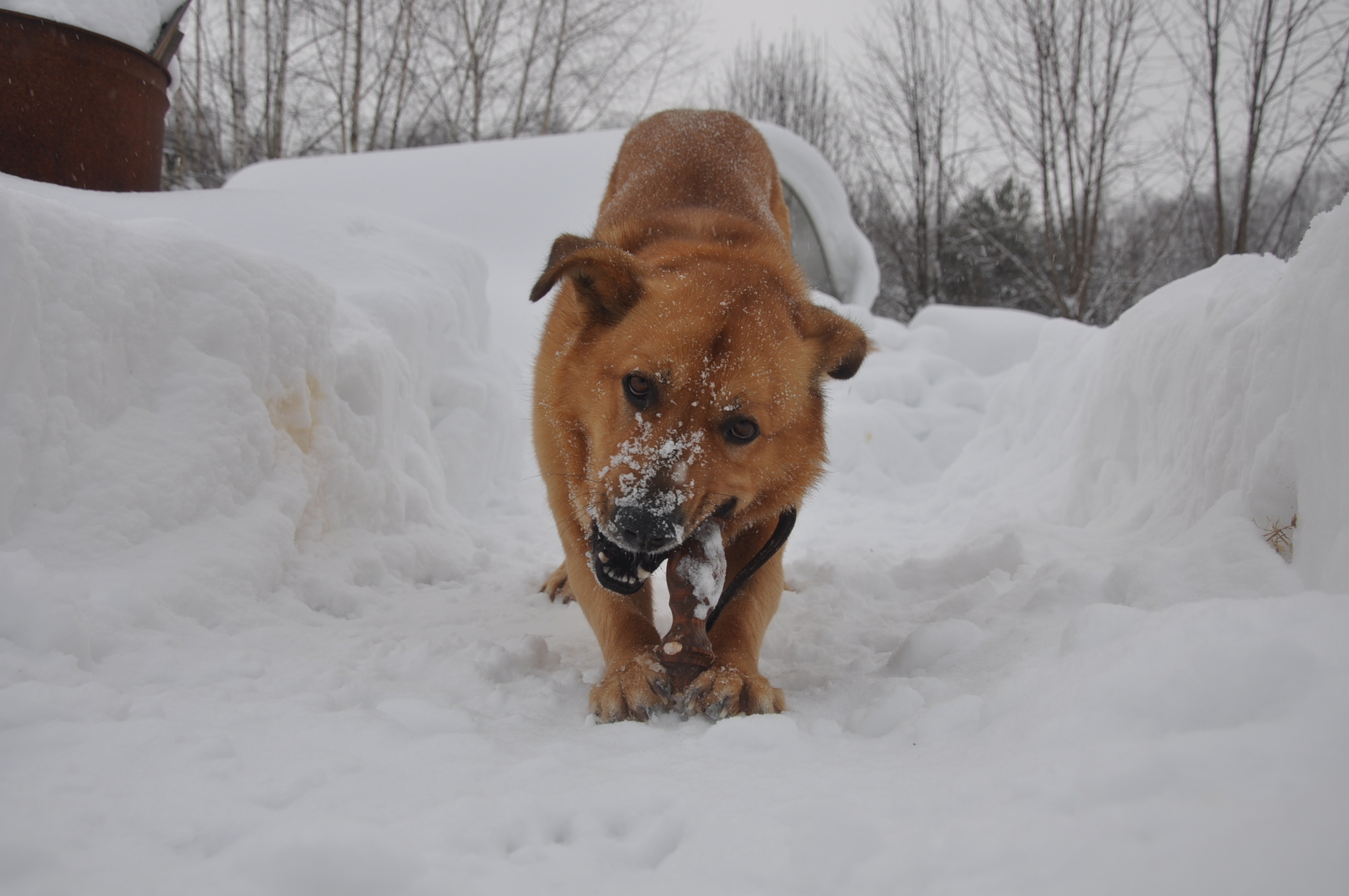 Winter Good Boy - My, Dog, Cur, The photo, Winter, Snow, The street, Redheads, Pets, Longpost