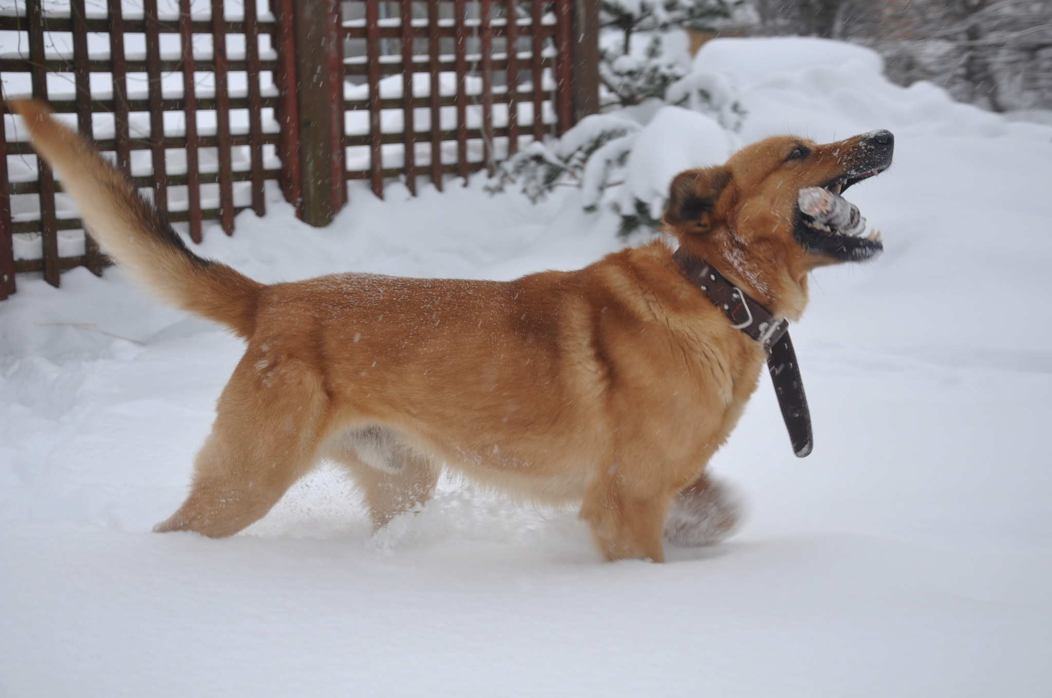 Winter Good Boy - My, Dog, Cur, The photo, Winter, Snow, The street, Redheads, Pets, Longpost