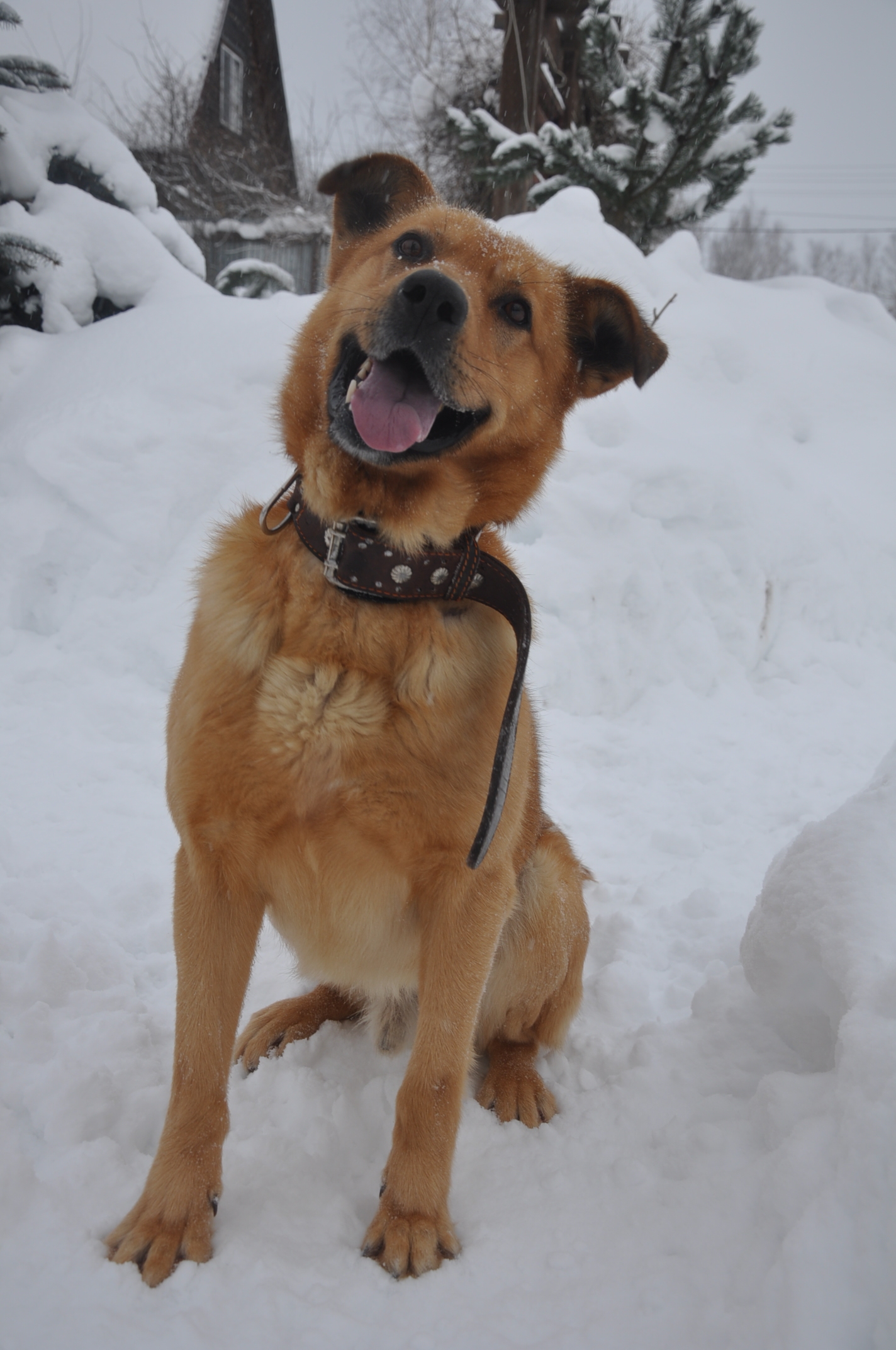 Winter Good Boy - My, Dog, Cur, The photo, Winter, Snow, The street, Redheads, Pets, Longpost