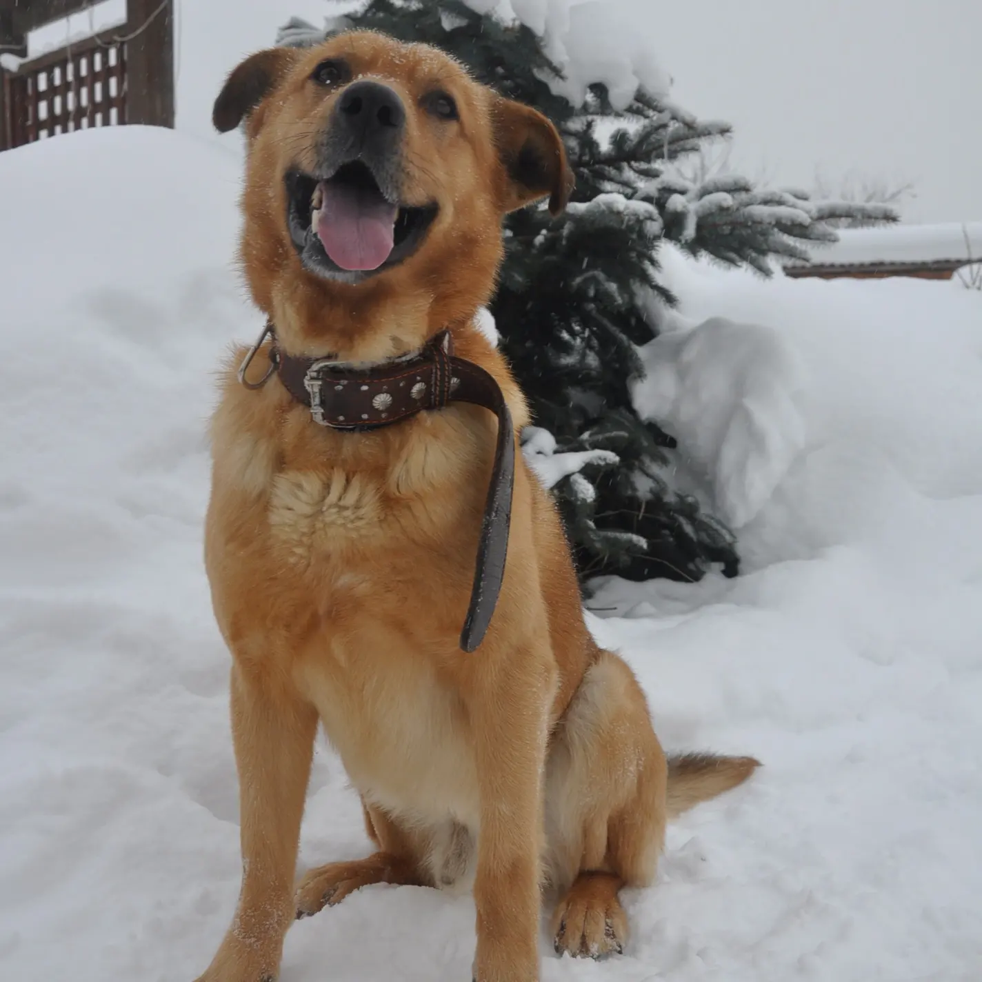 Winter Good Boy - My, Dog, Cur, The photo, Winter, Snow, The street, Redheads, Pets, Longpost